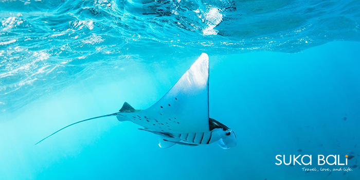 私人包船浮潛 私人包船浮潛