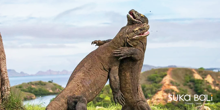夢幻的跳島一日遊