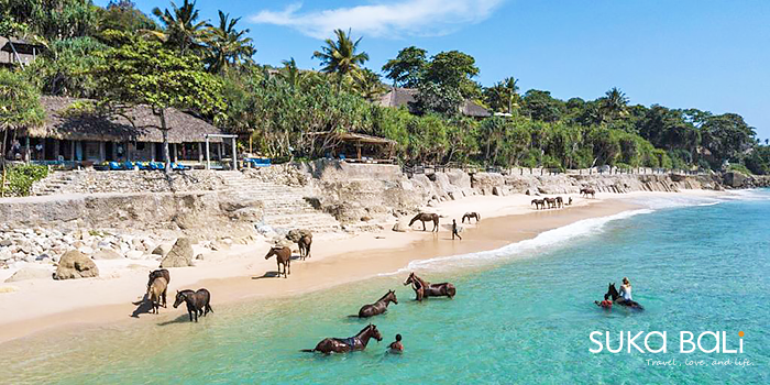 海濱與馬匹共泳
