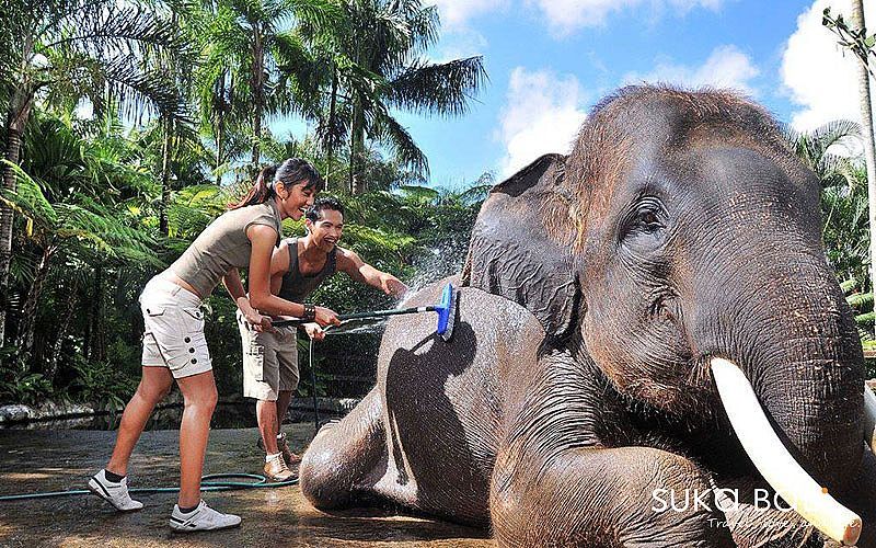 Elephant Safari 大象村-1 Elephant Safari 大象村-1