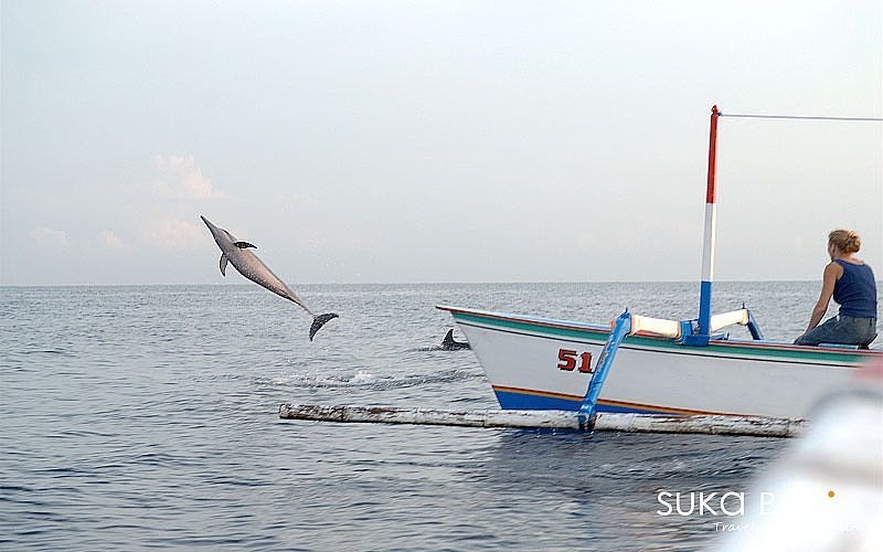 Lovina 追海豚浮潛-3 Lovina 追海豚浮潛-3