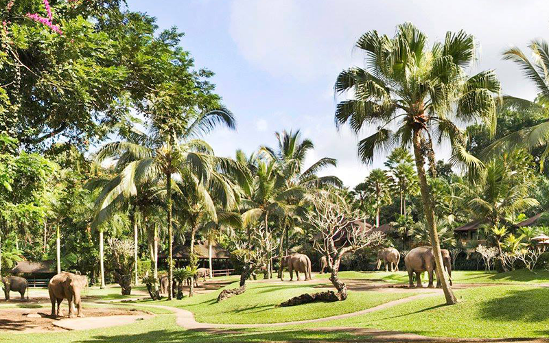 大象賽佛瑞旅館 – check in-2 大象賽佛瑞旅館 – check in-2