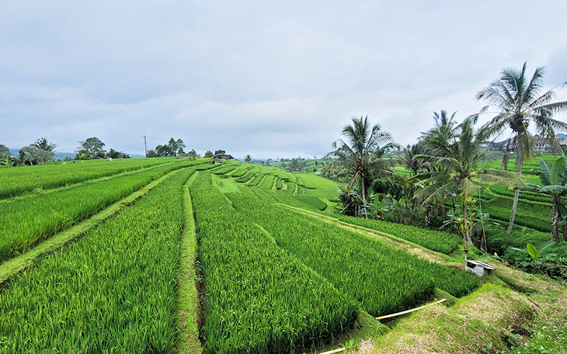 一望無際的美麗-嘉帝路維梯田-1 一望無際的美麗-嘉帝路維梯田-1