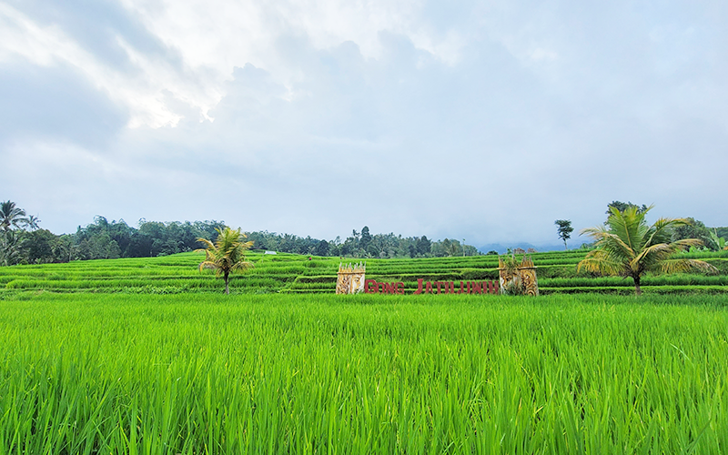 一望無際的美麗-嘉帝路維梯田-3 一望無際的美麗-嘉帝路維梯田-3