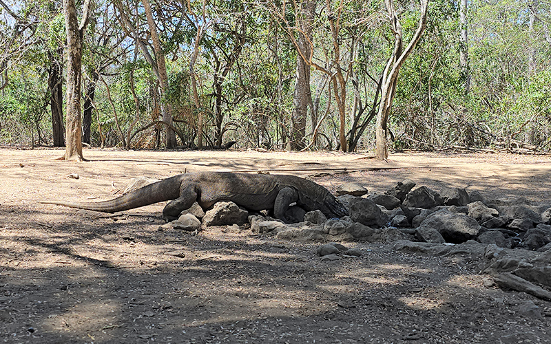 林卡島/科摩多島 Rinca Island / Komodo Island-2