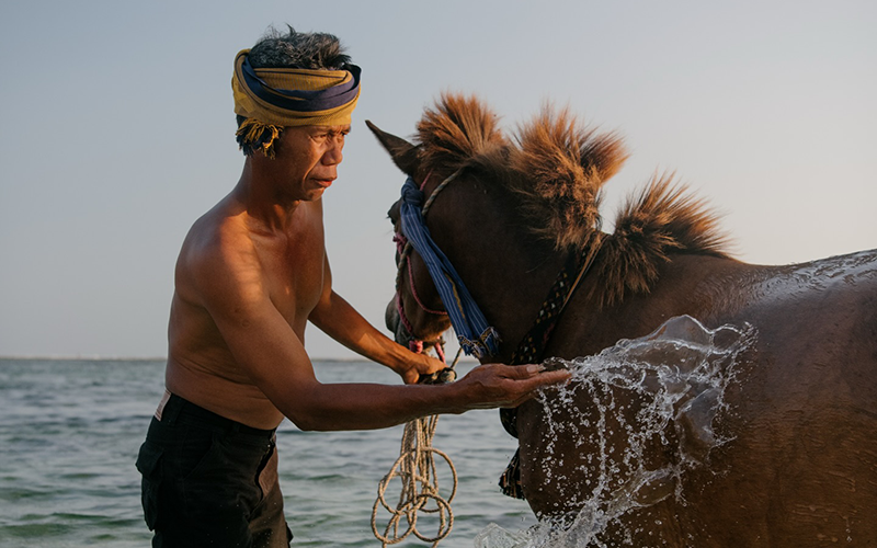 松巴島檀香馬-與馬共游-2