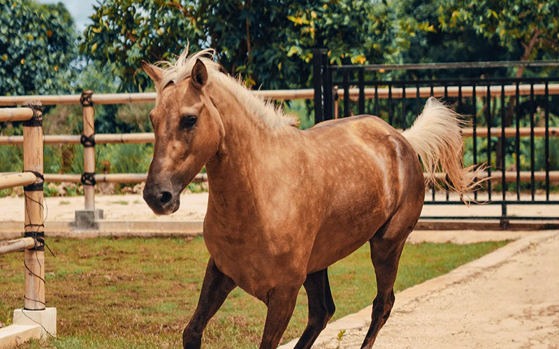 松巴島檀香馬-與馬共游-3