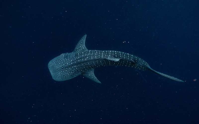 鯨鯊探索之旅 Whale Shark Excursion-1