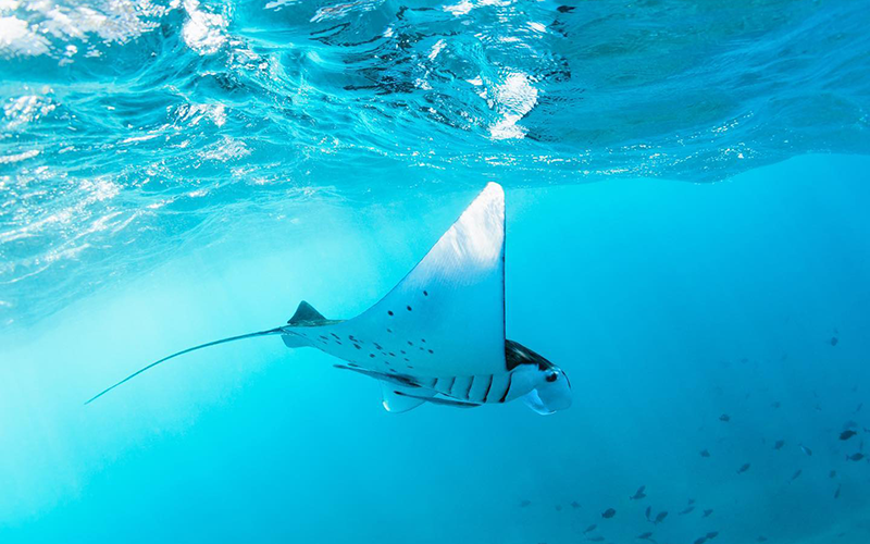 Maua Snorkeling 瑪瑦雅浮潛-1 Maua Snorkeling 瑪瑦雅浮潛-1