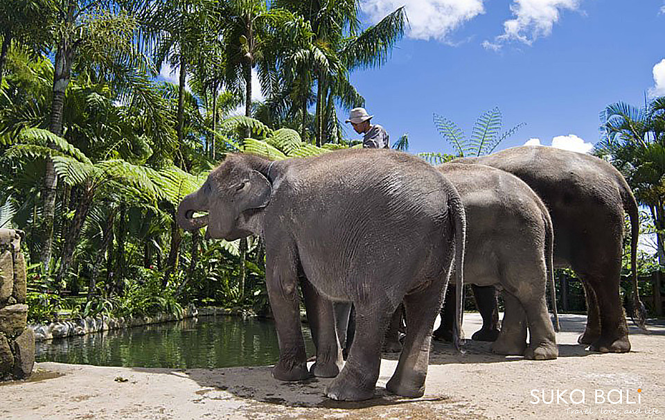 Elephant Safari Park Lodge Bali-大象村野生動物園飯店