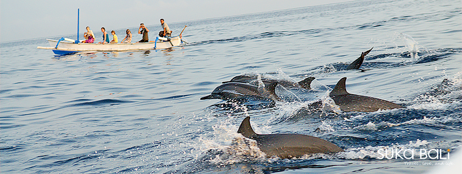 【峇里島迷你小團】海豚。曙光。Villa 6日